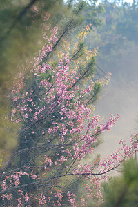 粉红色的樱花和绿色的松树图片