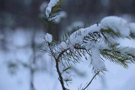 冬天风景雪寒冷背景图片