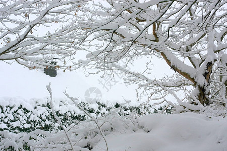 冷天冬季极端降雪后的冬季森林创造了一个白色的冬季仙境和冬季梦想背景