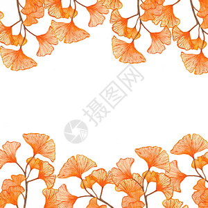 银杏叶水彩草本边框图片
