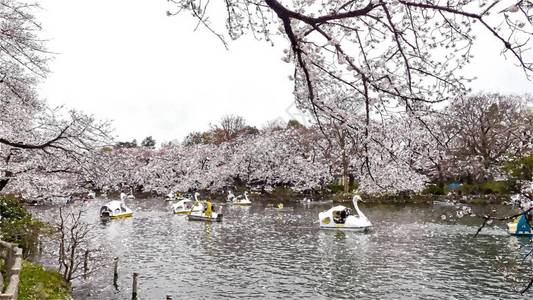 日本东京InokashiraOnshiKenChe图片