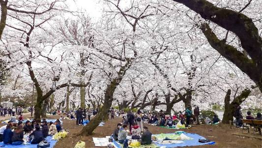 日本东京InokashiraOnshiKenChe背景图片