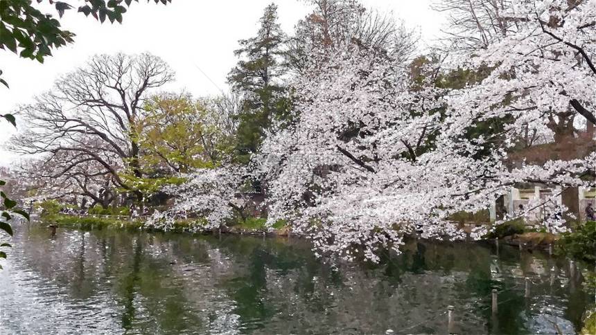 日本东京InokashiraOnshiKenChe图片