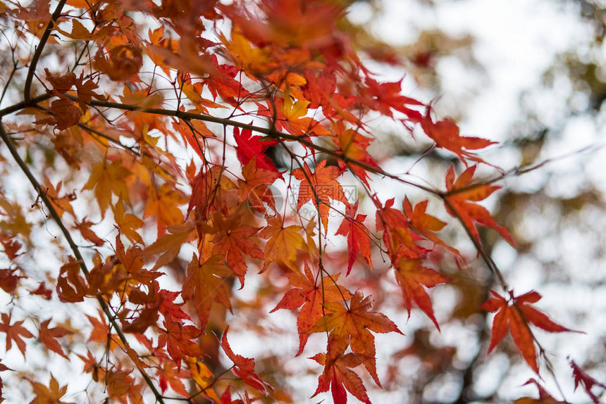 红叶和橙叶秋季节背景模图片