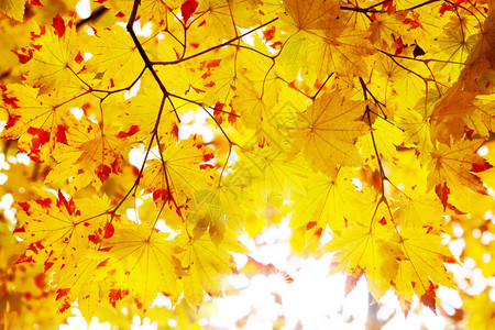 日本美丽的秋天枫叶图片
