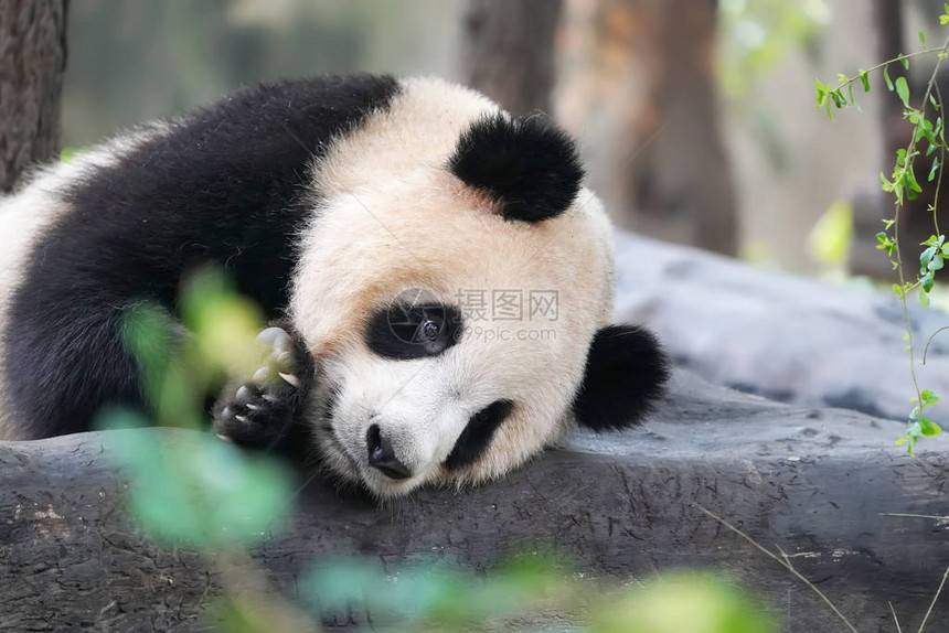 大熊猫吃竹子野生动物图片