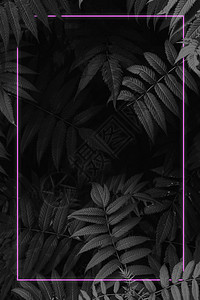 带有紫色发光框的黑色模式叶子的时尚概念背景图片