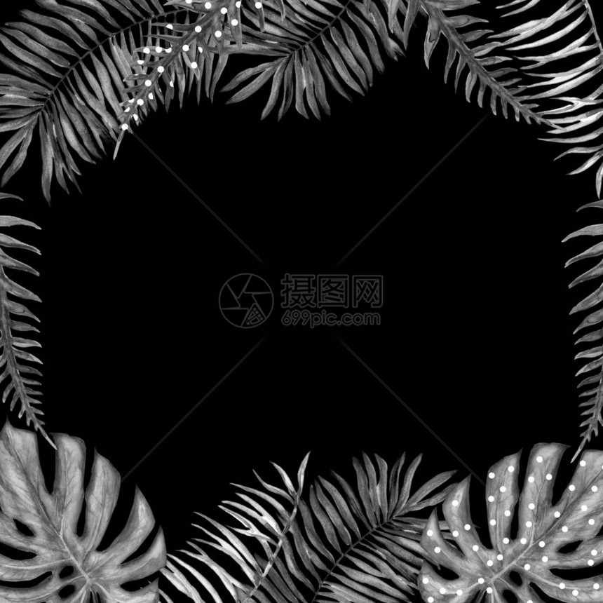黑水和白水颜色热带树叶框架图片