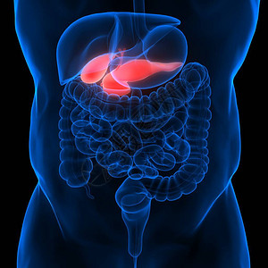 人体内部消化器官Pancrea背景图片