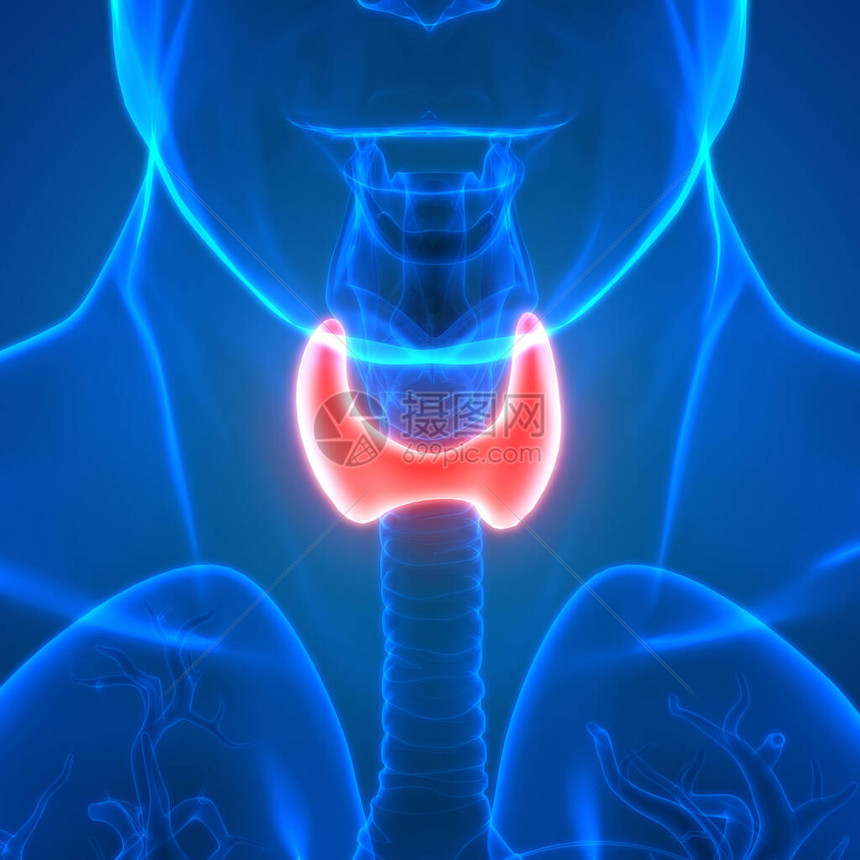 人体身Glands甲状腺甘地图片
