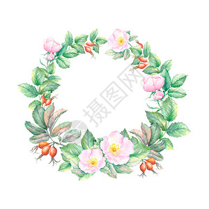 野玫瑰鲜花和叶子的水彩画花圈背景图片