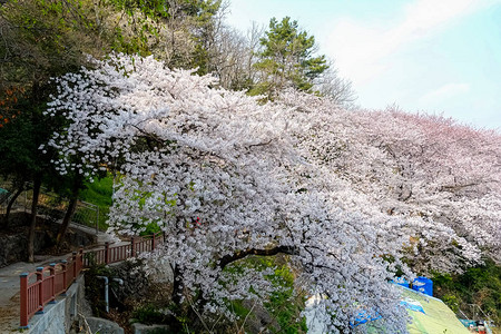 韩国樱花图片