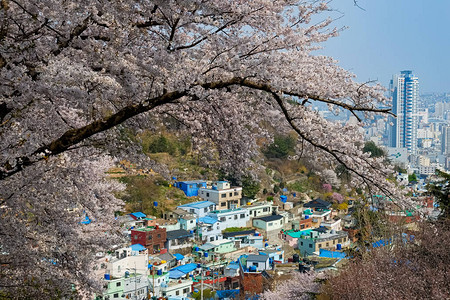 韩国樱花背景图片