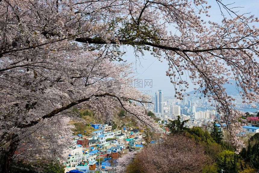 韩国樱花图片