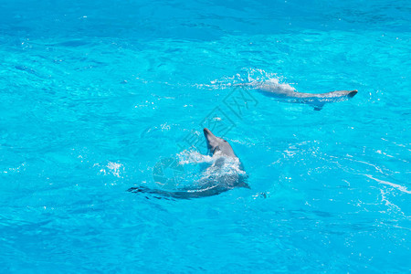 海豚在水面表的海豚给观众闪耀光芒图片