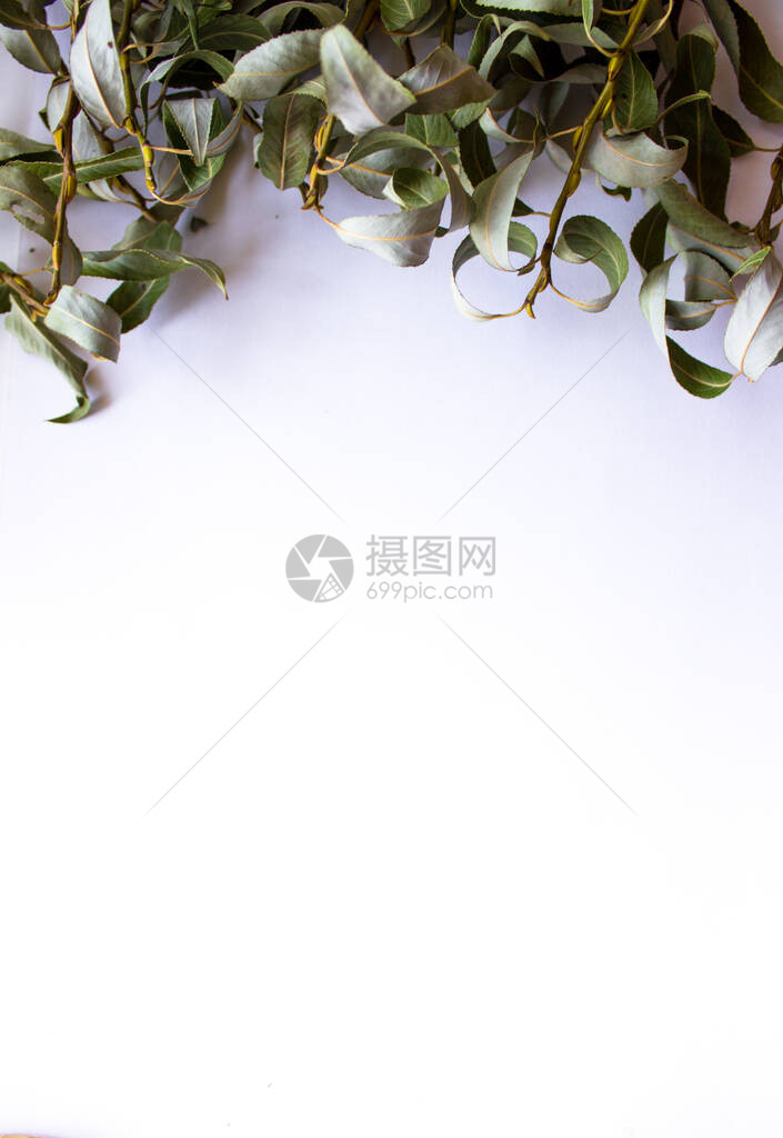 绿色干叶白色背景和文字位置的树枝复制空间顶图片