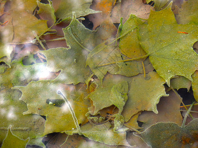 秋天冷水中的五彩枫叶与树木的倒影图片