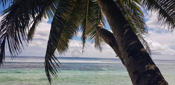 岛上棕榈树蓝天和热带植物的自然特征图片