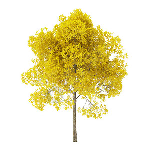 白色背景上的树有黄色叶子的树包括剪切路径图片