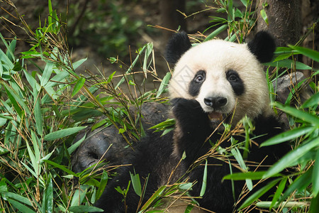大熊猫在公园吃竹叶的特写图片