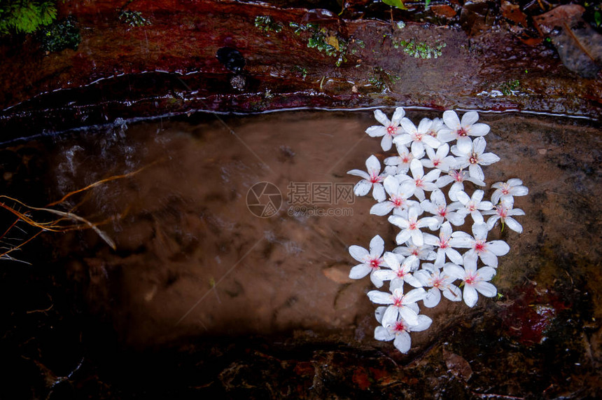 水面上的白花背景油桐花图片