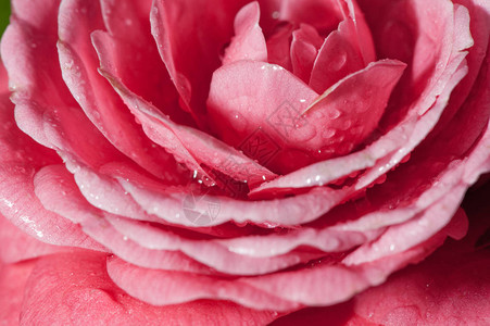 花瓣上的水滴雨中的红山茶图片