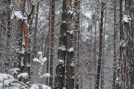 白雪皑的冬季景观的美丽景色图片