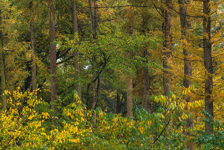 初秋时有黄色树叶的林地图片