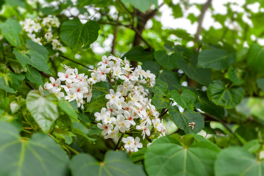 美丽的白桐花在春天绽放图片