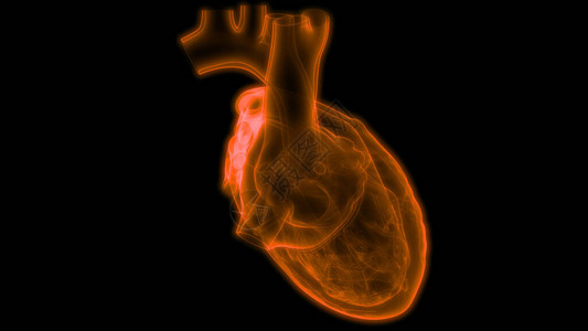 人类心脏解剖图3D图片
