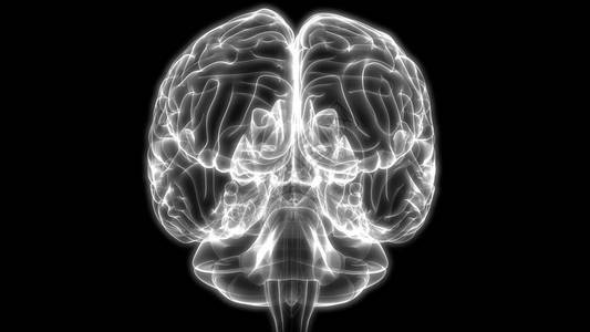 人脑解剖学3D插图图片