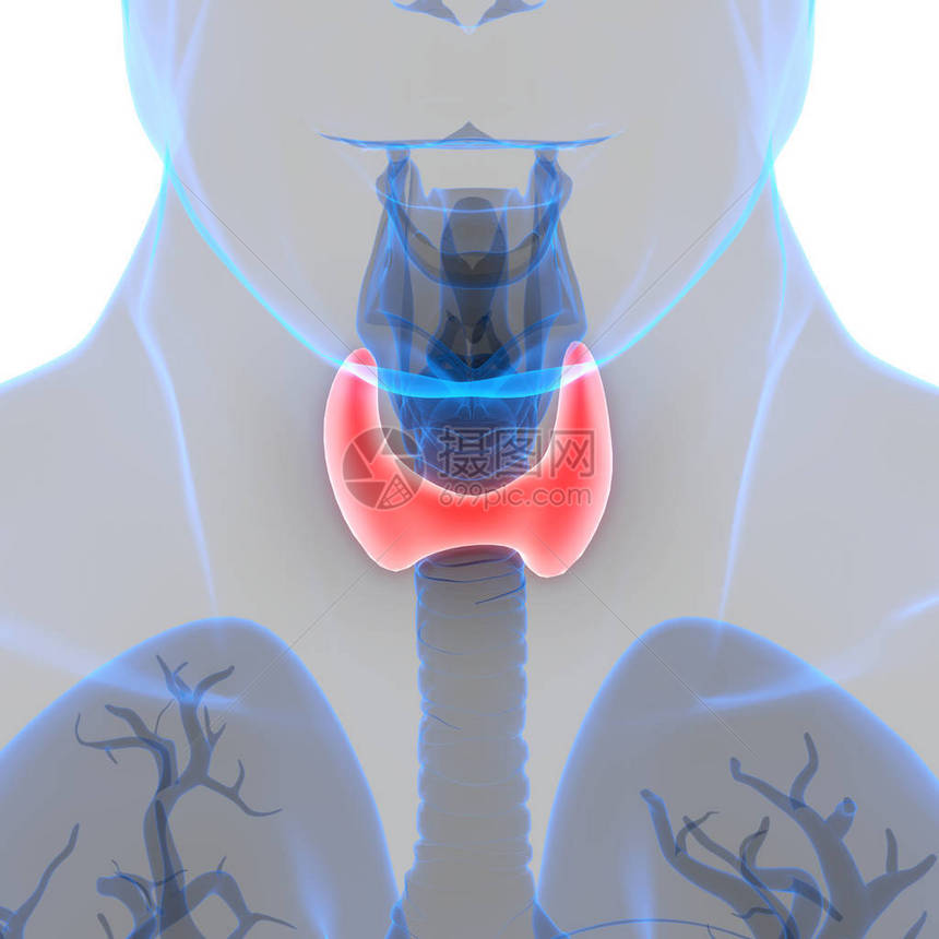 人体身Glands甲状腺甘地图片