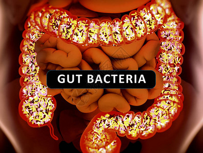 大型肠内细菌概念名称的表述图片