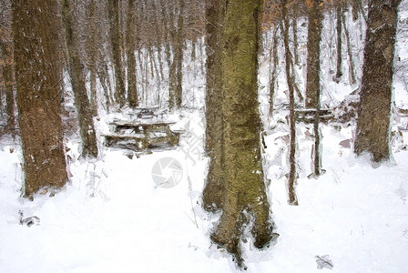 寒冬森林中静地栖息的雪覆盖的彩色桌面粉碎式图片