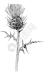 图形蓟花牛蒡花剪影植物手绘线条在白色背景上以黑白相间的线条打印在织物和纸张孤立背景图片