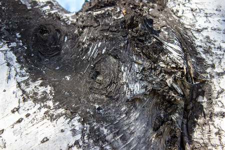 Birch的树皮是黑白的树干大图片