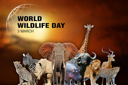 世界野生动物日关于许多动物背景的文字图片