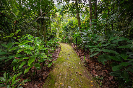 亚马逊热带雨林丛林景观厄瓜多尔亚马逊亚苏尼图片