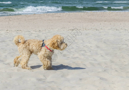 Goldendoodle狗在波浪海附近的沙滩上的配置文件在类似颜色的米色沙质海岸上的米色小狗杂交狗背景图片