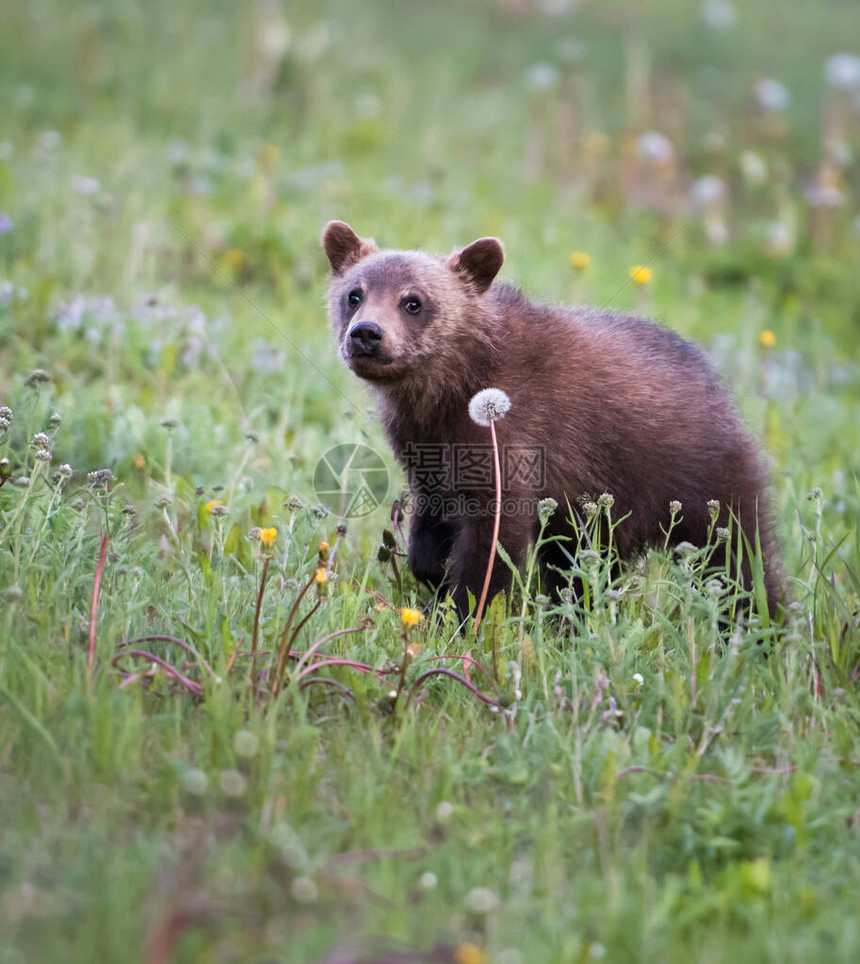 灰熊动物自然动物群图片