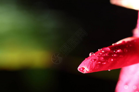 热带粉红花和雨滴后露珠的夜间彩图片