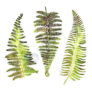 白色背景的绿色水彩中的热带植物叶子Forma粉丝棕榈猴图片