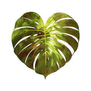 白色背景的绿色水彩中的热带植物叶子Forma粉丝棕榈猴图片
