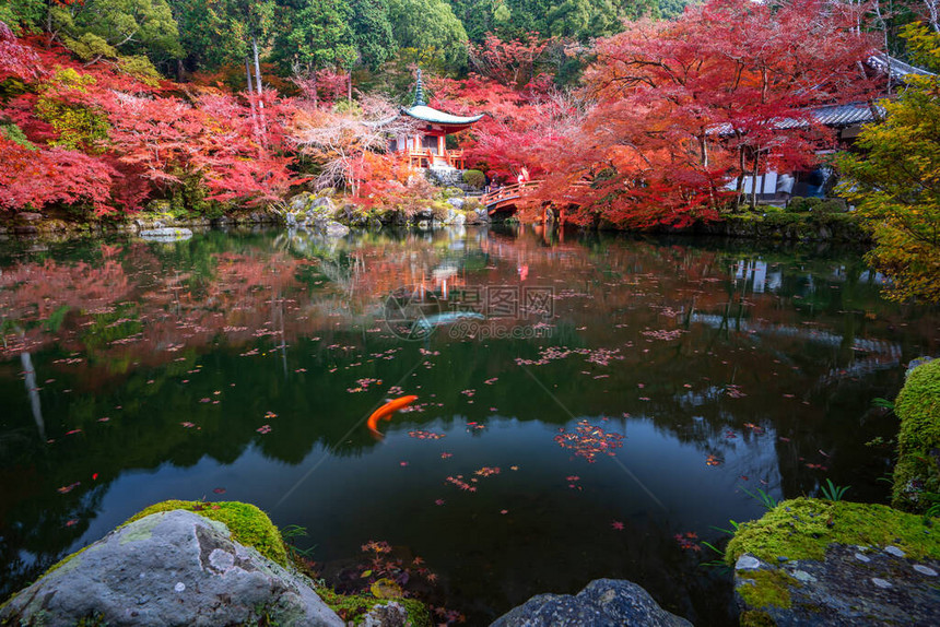 11月日本京都秋季醍醐寺红塔和红桥与池塘和颜色变化枫树日本旅游自然生活或景观访问最多的图片