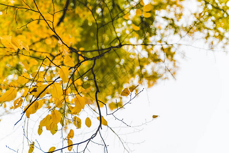 黄叶树枝的视图秋天灰色阴天图片