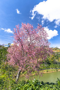 越南高地咖啡山上盛开的樱桃杏树图片
