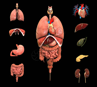 人体身完整的内部器官组织图片