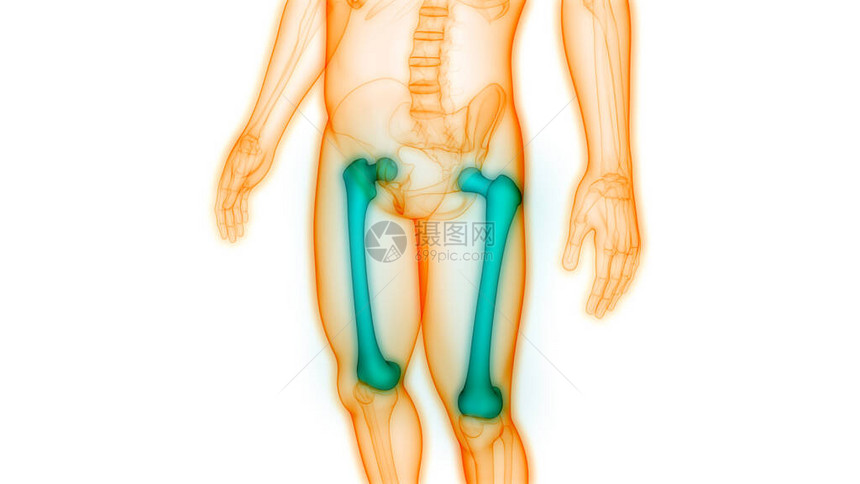 3D人类骨骼系统骨骼联图片