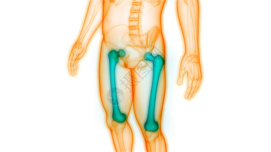3D人类骨骼系统骨骼联图片