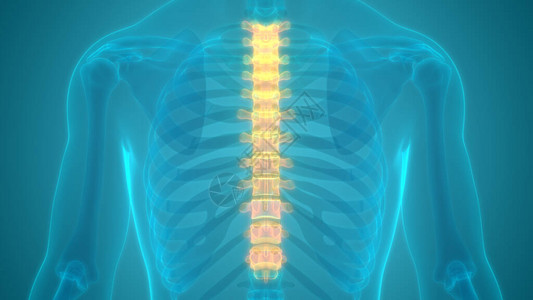 人体骨骼系统解剖学的脊柱3D图片